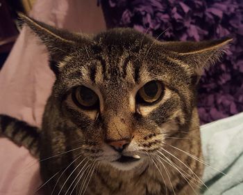 Close-up portrait of cat