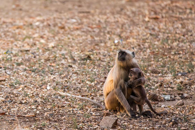 Monkeys looking away while sitting on land