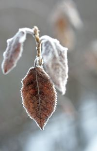 Close-up of dry plant during winter