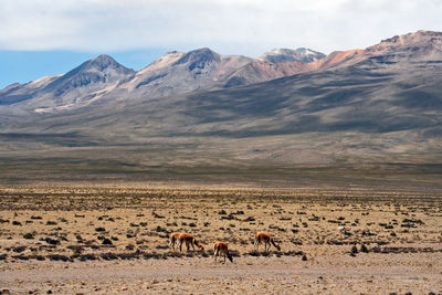 Vicunas with andes panorama