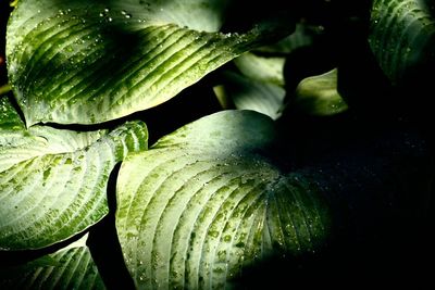 Close-up of fresh green leaves in water