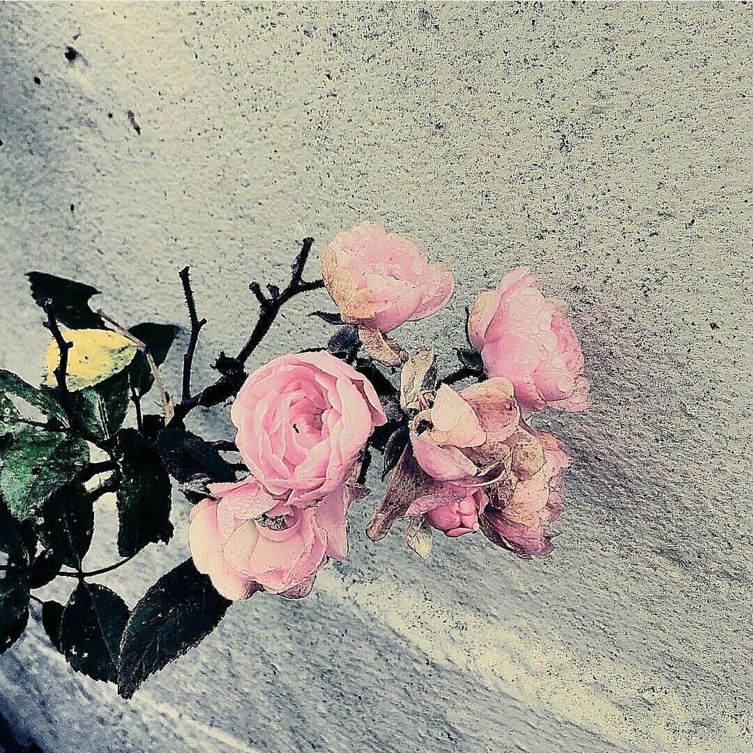 CLOSE-UP OF ROSE BOUQUET WITH HAND