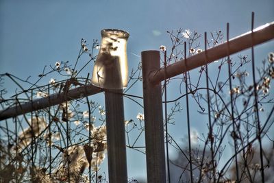 Low angle view of drinking glass stuck on iron fence