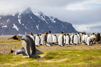 Penguins on field by mountains against sky