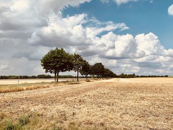Trees on field against sky