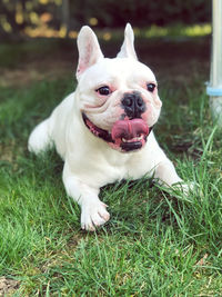 Portrait of white dog on field