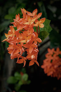 Close-up of orange flowering plant