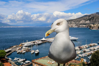 Close-up of seagull perching by sea against sky
