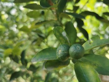 Close-up of fruits growing on tree