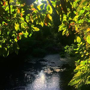 River amidst trees in forest