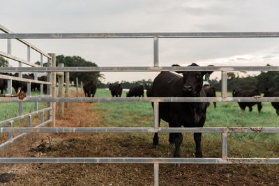 Cows standing on field against sky