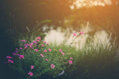 Close-up of pink flowering plants