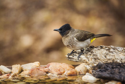 Close-up of bird perching on rock