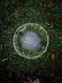 High angle view of water on grass