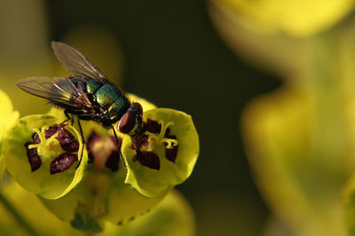High angle view of fly on yellow flower