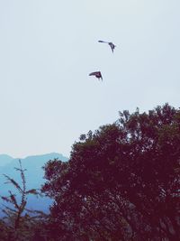 Low angle view of birds flying in sky