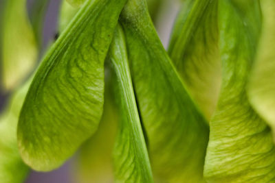 Close-up of fresh green leaves