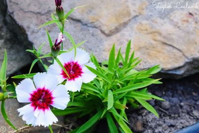 Close-up of pink flower blooming in garden