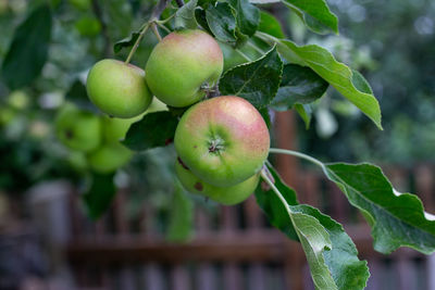 Close-up of apple growing on tree