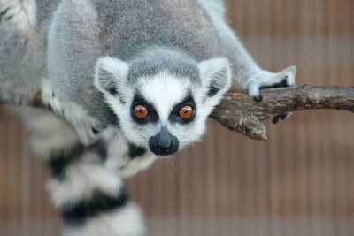 Close-up portrait of lemur