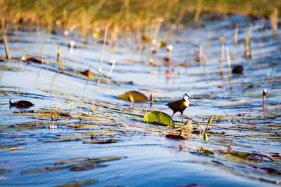 Close-up of ducks swimming in lake