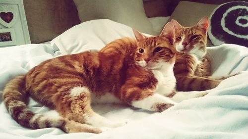 Close-up of cat sitting on bed