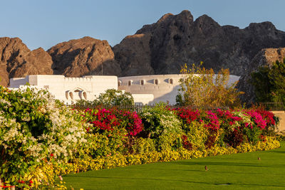 Scenic view of flowering plants against clear sky