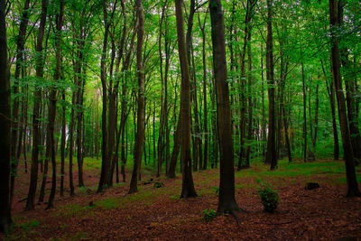 Trees growing in forest