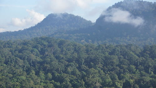 High angle view of trees in forest against sky