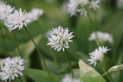 Detail shot of white flowers