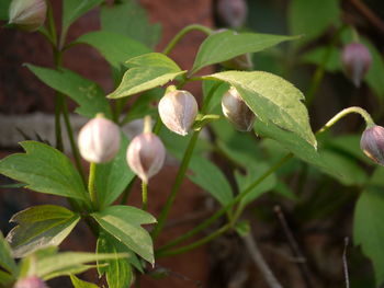 Close-up of berries growing on plant