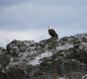 Low angle view of eagle perching on rock against sky