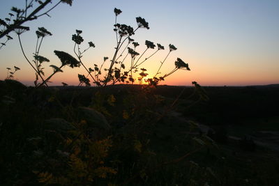 Silhouette plants against clear sky during sunset