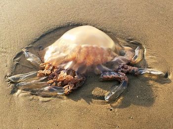 Close-up of crab on table