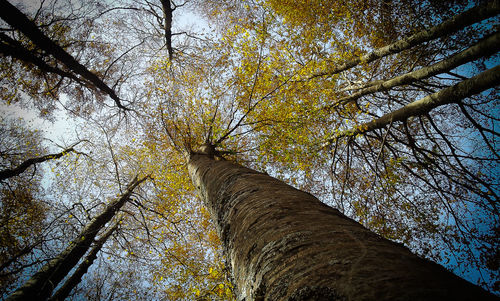 Low angle view of tree against sky