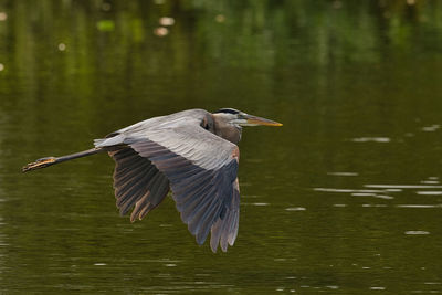 Bird flying over lake