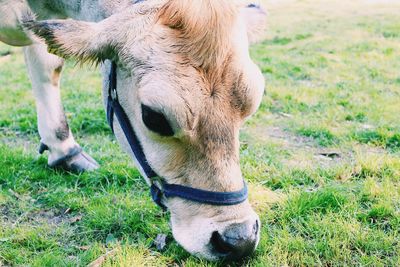 Close-up of a horse on field