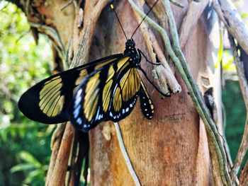 Close-up of butterfly perching on leaf