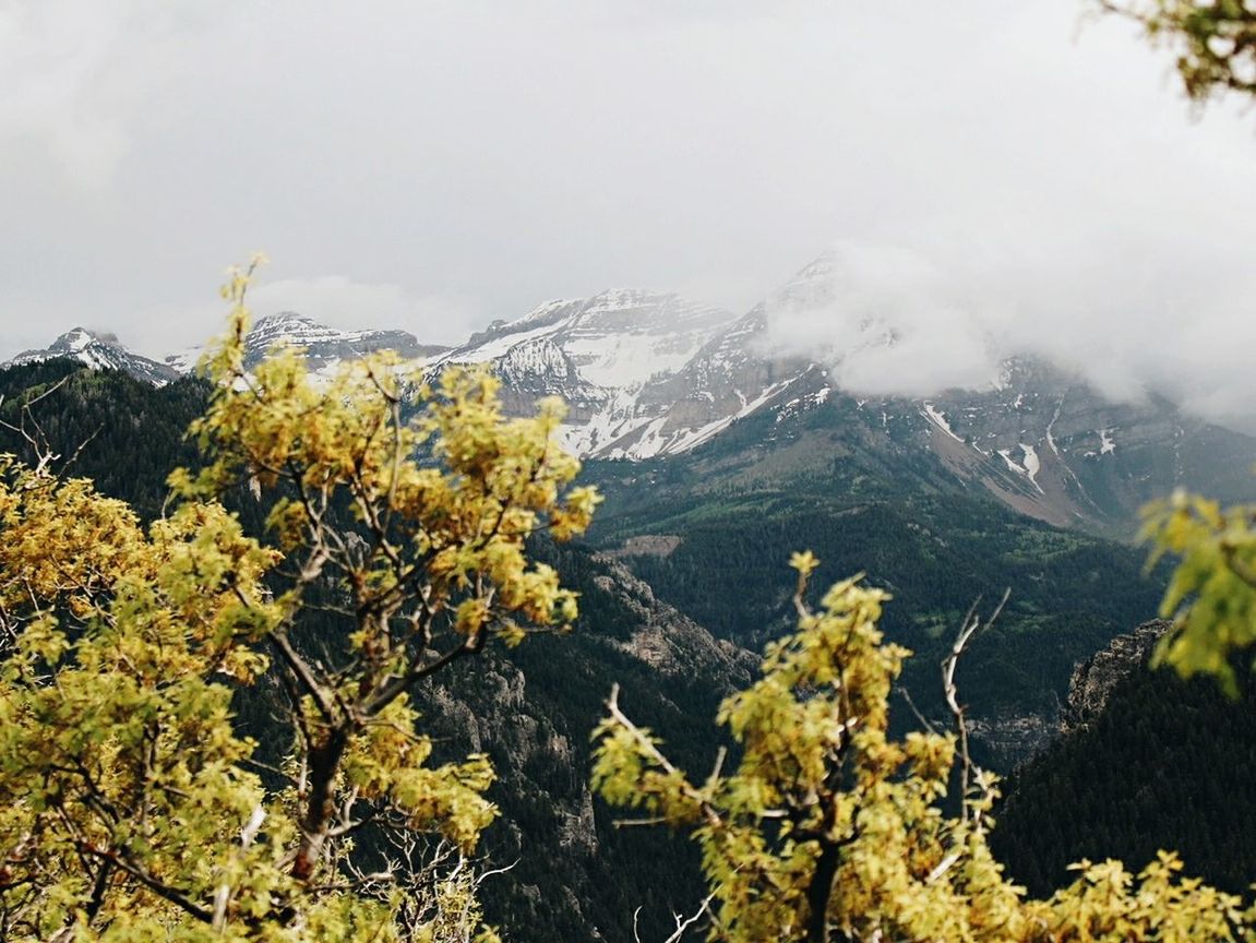 mountain, plant, beauty in nature, nature, tree, growth, scenics - nature, sky, landscape, day, environment, no people, tranquil scene, tranquility, outdoors, mountain range, non-urban scene, land, flower, mountain peak, range