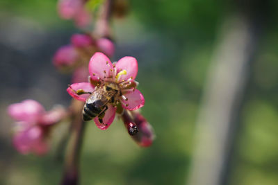 Close-up of bee on pink flower