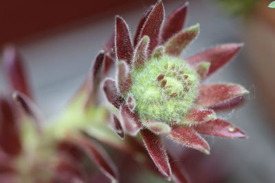 Close-up of flower bud