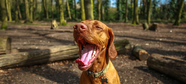 Close-up of dog yawning