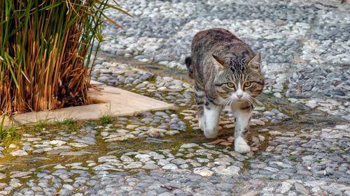 Portrait of cat by stone wall