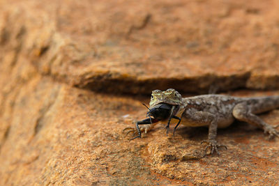 Close-up of lizard eating insect on rock