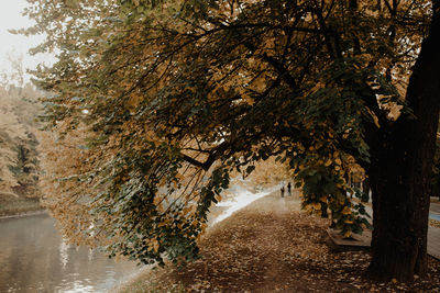 Road amidst trees in forest during autumn