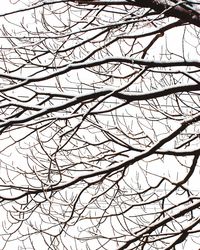 Low angle view of bare tree against sky