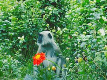 Monkey sitting by orange flower at park