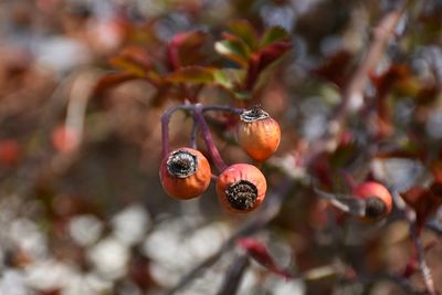 fruit