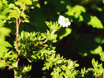 Close-up of flowering plant