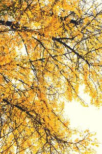 Low angle view of autumn trees